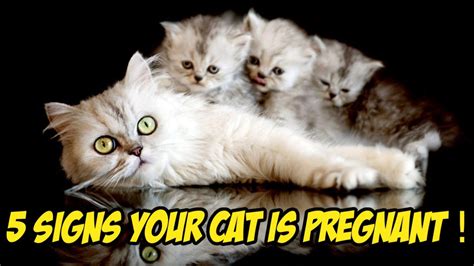 How To Tell If Your Cat Is Pregnant 5 Signs That Your Cat Is Pregnant