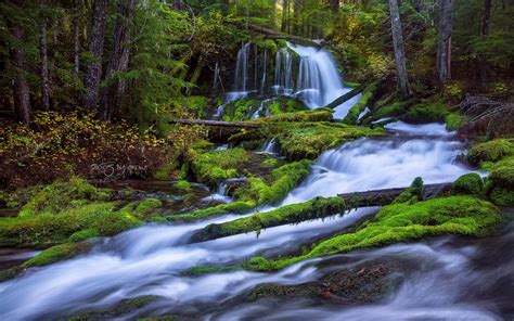 Forest Waterfall Hd Wallpaper Background Image 1920x1200 Id