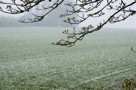 Snow Falling In April Stock Image Image Of Snap Green 112958593