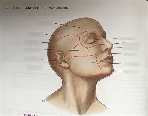 Chapter 2 Regions Of The Head Diagram Quizlet