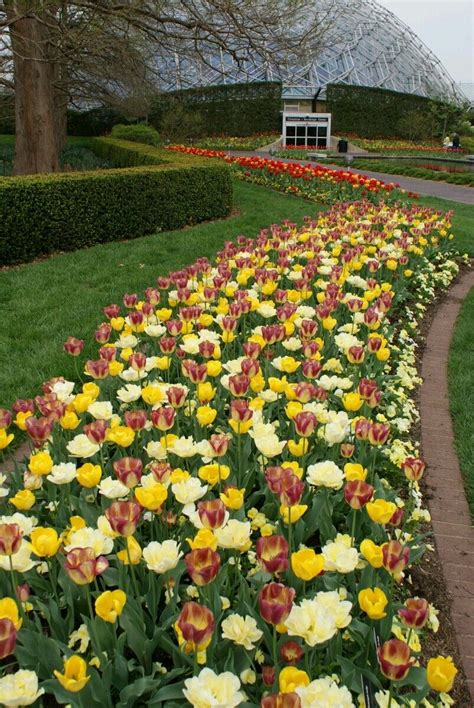 You can see how to get to garden gate flowers & gifts on our website. Pin by Flowers In Heart on Tulips | Missouri botanical ...