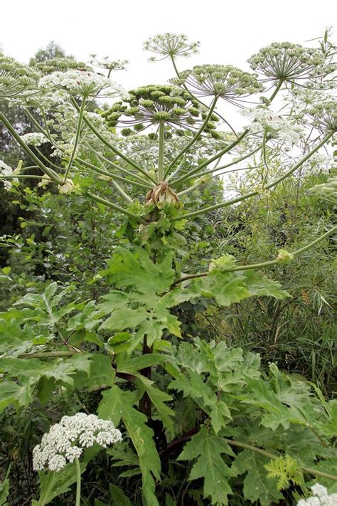 Giant Hogweed Mapped How To Identify And Track Deadly Plant Growing In