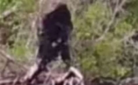 Bigfoot Spotted In Virginia