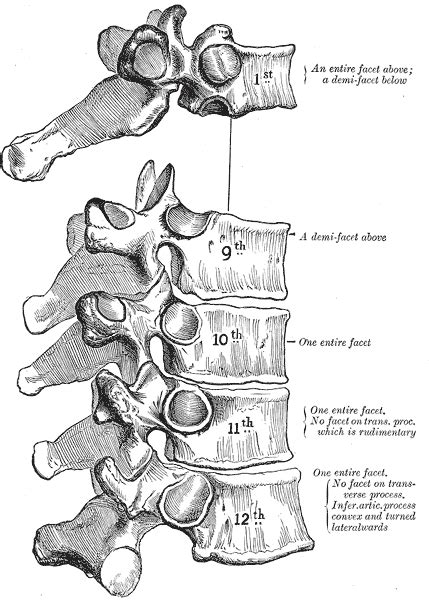 Atypical Vertebrae Of The Vertebral Column Spine Geeky Medics