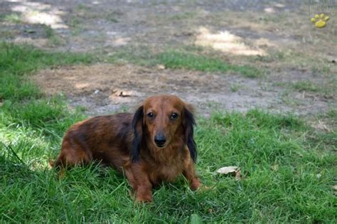 We register exclusively with the akc. Merlin - Dachshund Puppy for Sale in Penn Yan, NY ...