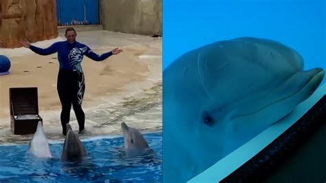 This Study Has Revealed A Heartbreaking Truth About Dolphins In Captivity