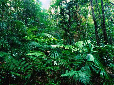 Tropical Rainforest Vegetation Biological Science Picture Directory