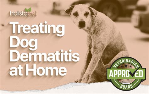 How To Treat Dog Dermatitis At Home Very Effective Holistapet