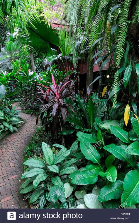 Plants tropical plants indoor gardening gardening. Jim Thompson house garden museum bangkok thailand tropical ...