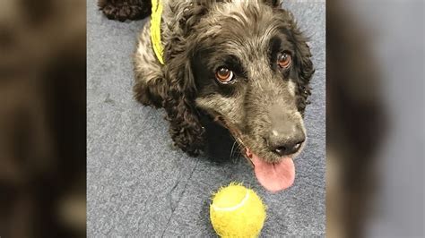 Semen Sniffing Derbyshire Police Dog Retires Bbc News
