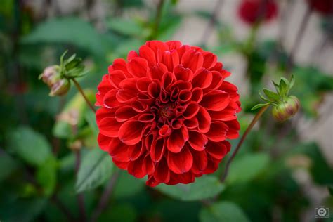 Red Dahlia Flower Background High Quality Free Backgrounds