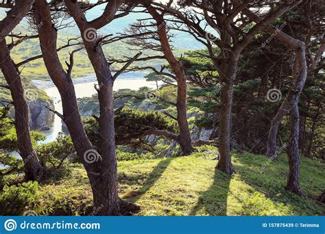 Pine Trees On The Seashore Stock Image Image Of Beautiful 157875439