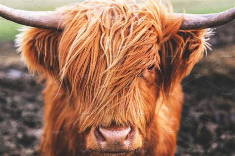 Highland Cow Cattle Scotland ~ Nature Photos ~ Creative Market