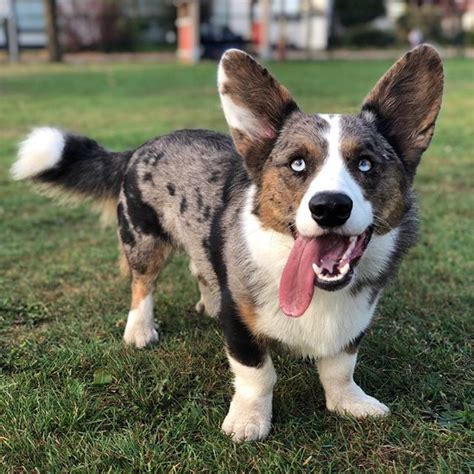 Call us for your needs or wishes for a new pet. Cardigan corgi | Corgi dog breed, Cardigan welsh corgi ...