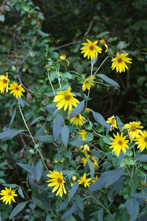 When planting your tubers it's a good idea to select the least lumpy ones you can. Maryland Biodiversity Project - Jerusalem Artichoke ...
