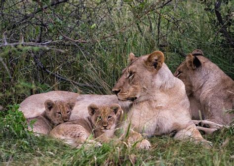 823237 Big Cats Lions Cubs Lioness Rare Gallery Hd Wallpapers
