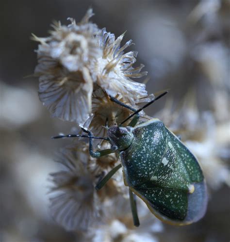 Swarming Beetles — Digital Grin Photography Forum