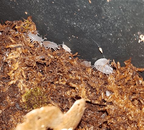 Isopods A Perfect Cleanup Crew For Terrarium