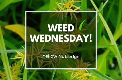 Weed Wednesday Yellow Nutsedge Experigreen