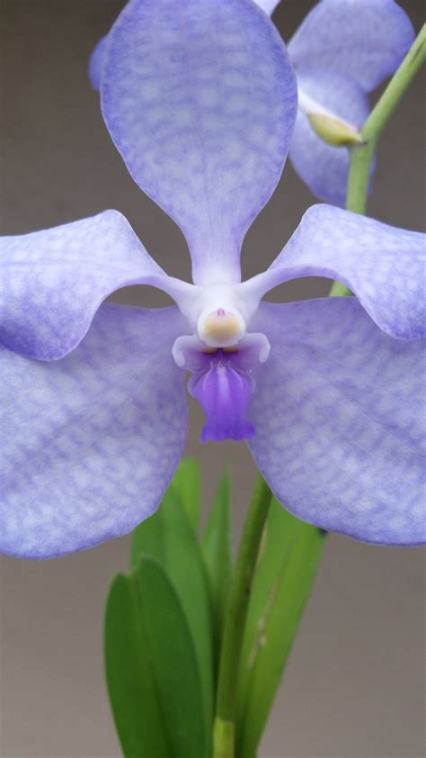 Vanda Coerulea Blue Orchids Blue Wedding Flowers Orchid Flower