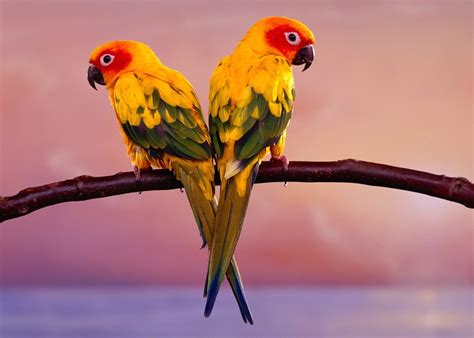 Sun Conure Parakeets Wallpaper Free Hd Bird Downloads