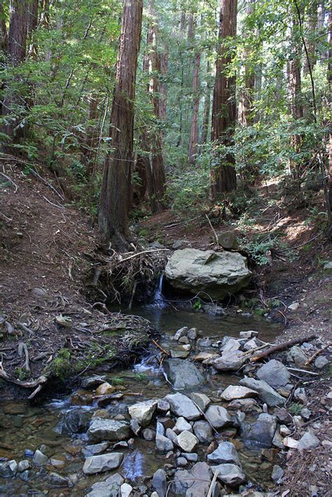 Corte Madera Creek On Mt Tam In 2008 Photograph By Ben Upham Iii