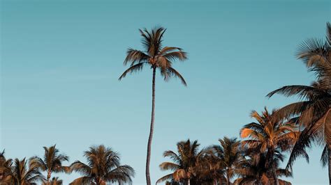 Download Wallpaper 3840x2160 Palm Trees Trees Crowns Sky Tropical
