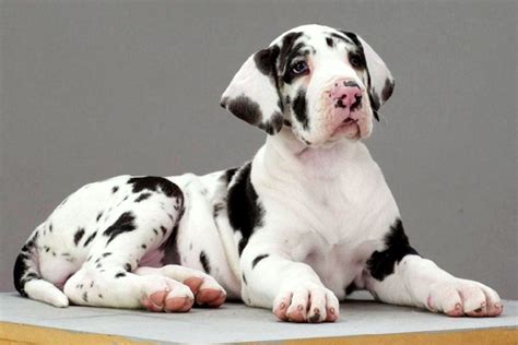 Harlequin Great Dane Puppies For Sale All You Need Infos