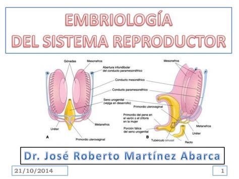 Embriologia Del Aparato Reproductor Femenino Pdf