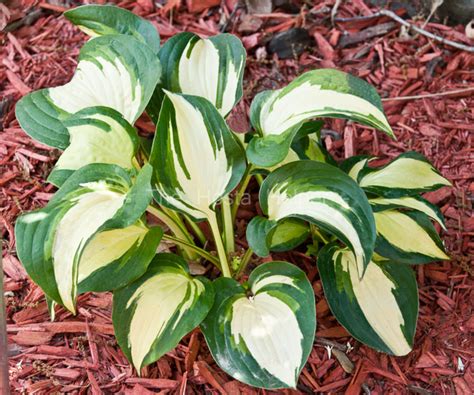 P00 Hosta Lakeside Meter Maid From The Hosta Helper Presented By