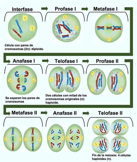 Meiosis Fases Características Función Tareas Aqui