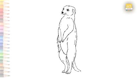 Meerkat Outline Drawing How To Draw A Meerkat Step By Step Animal