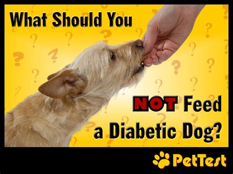 What Should You Not Feed A Diabetic Dog Pettest By Advocate