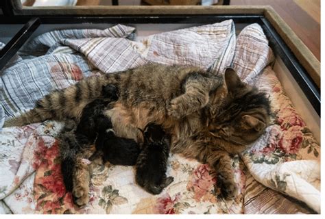 Pregnancy In Cats Advice And What To Expect Vetbabble