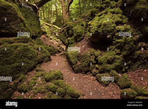 Uk Gloucestershire Forest Of Dean Coleford Milkwall Puzzlewood