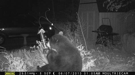 mystery solved an l l bean employee used one of our game cameras to solve the mystery of the
