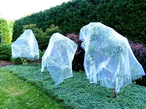 Read more about how to choose the netting most appropriate for your needs. Growing Blueberries: How to Plant, Grow, and Harvest ...