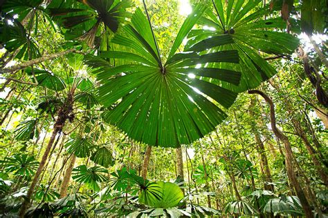 Fan Palms In The Lowland Rainforest Of License Image 71108789