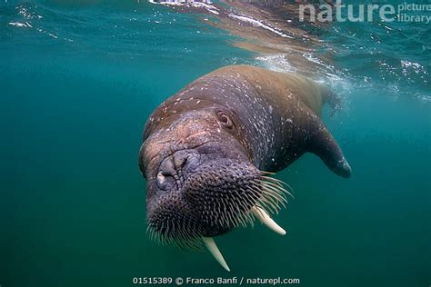 Nature Picture Library Walrus Odobenus Rosmarus Spitsbergen Svalbard