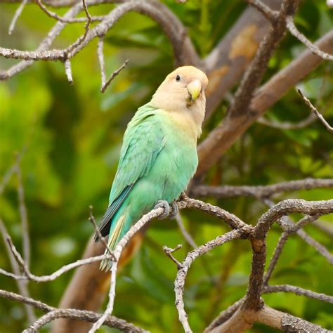 Hawaiʻi Birding Trails Rosy Faced Lovebird