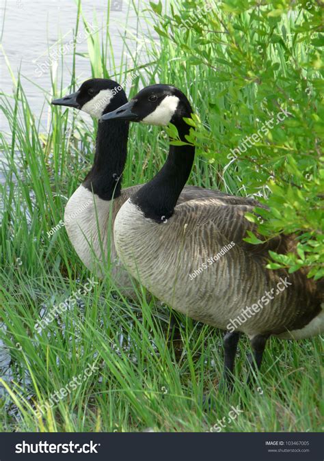 Male And Female Adult Canada Geese Peering At The Water Guarding Their Nest In The Grass Stock