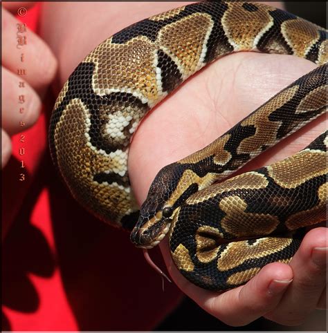 Birds and Nature in the Forest of Dean: Baby Python