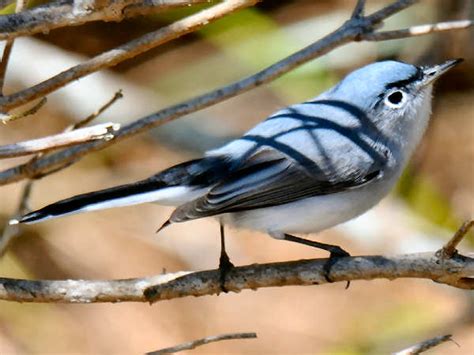 South Carolina Birds Pictures And Bird Identification Tips
