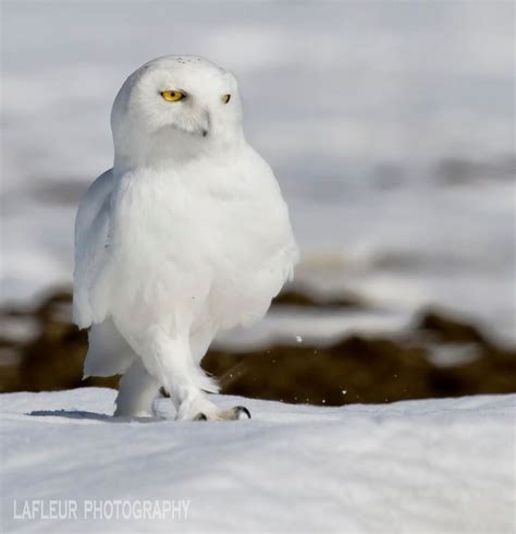 Funny Snowy Owl Bing Images Snowy Owl Owl Pet Birds