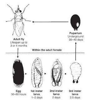 Lalat Tsetse Sang Penyebar Penyakit Tidur Republik Eusosialis Tawon