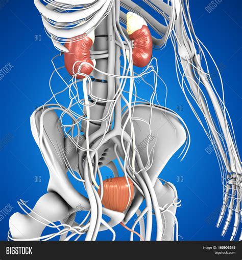 Kidneys Located Image And Photo Free Trial Bigstock