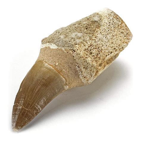Kalifano Authentic Fossilized Prehistoric Mosasaur Tooth From Morocco