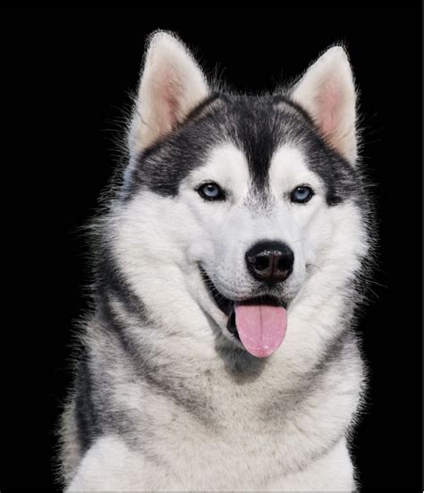 The Different Types Of Siberian Huskies Husky Dogs New Hair Quotes