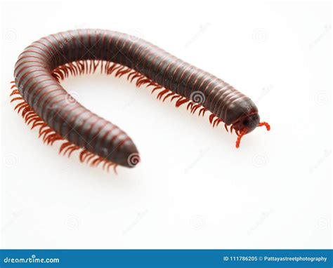 Millipedes Insect With Long Body And Many Legs Look Like Centipedes