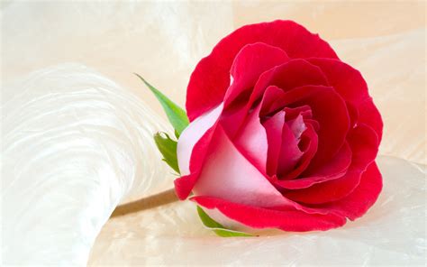 Most Beautiful Rose Flowers Wallpapers 58 Images